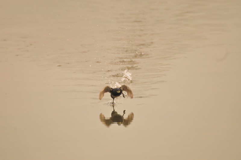 Camminare sull''acqua .... si pu�.